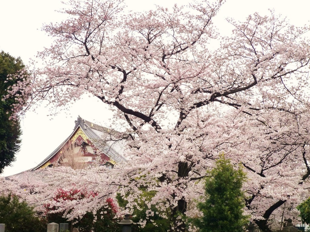 Hanami: Merayakan Kebahagiaan di Bawah Bunga Sakura Jepang